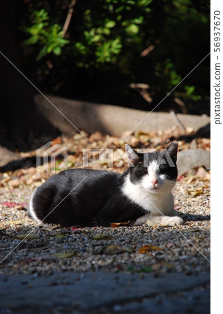 Stray cat Stray cat 56937670