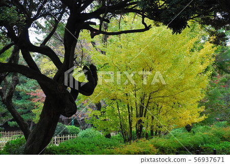 Autumn leaves Autumn leaves 56937671