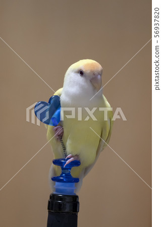 國際鎳業公司 國際鎳業公司 56937820