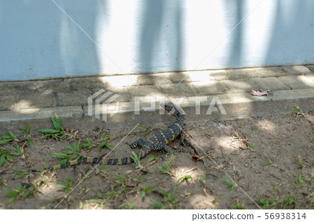 Sri Lankan monitor lizard I met by chance Sri Lankan monitor lizard I met by chance 56938314