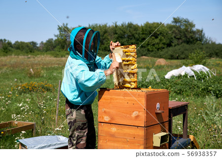 Apiarist inspects noneycomb frame, collects honey. Apiarist inspects noneycomb frame, collects honey. 56938357