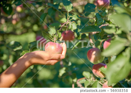 Woman hand picking fresh apple in august orchard. Woman hand picking fresh apple in august orchard. 56938358