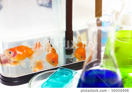 Goldfish in tank near test tube in aquarium Goldfish in tank near test tube in aquarium 56938406