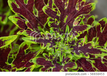 錦紫蘇超級鴨腳 錦紫蘇超級鴨腳 56938453