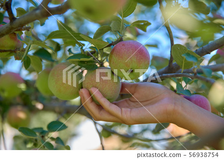 Woman hand picking fresh apple in morning orchard. Woman hand picking fresh apple in morning orchard. 56938754