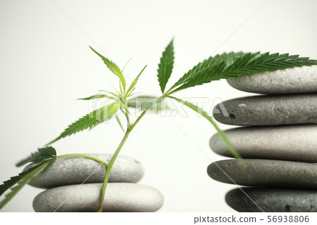 Medical marijuana cannabis cbd oil 56938806