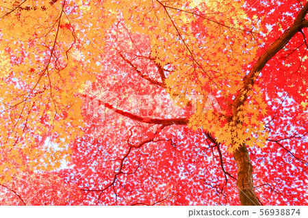 Autumn leaves Autumn leaves 56938874