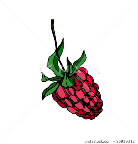 Vector Raspberry healthy food fresh berry isolated element. Black and white engraved ink art. Vector Raspberry healthy food fresh berry isolated element. Black and white engraved ink art. 56939318