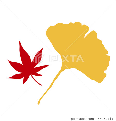 楓葉和銀杏葉 楓葉和銀杏葉 56939414