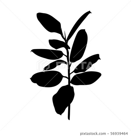 Black Ficus plant Silhouette isolated on white background. Vector Illustration 56939464