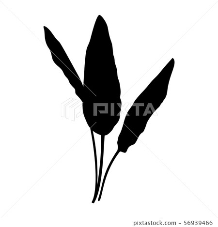 Black banana Leaf Silhouette isolated on white background. Vector Illustration of tropical plants 56939466