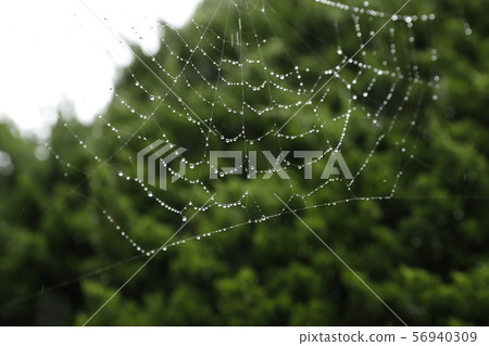蜘蛛的巢在下雨天 56940309