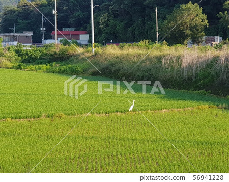 Egret Wandered 56941228