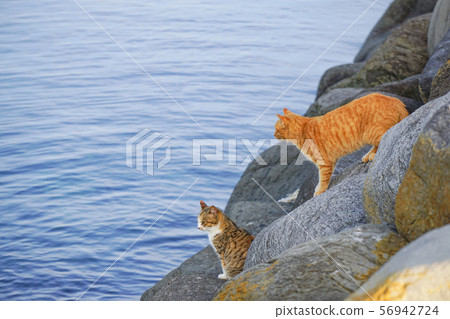 Island cat 7 56942724