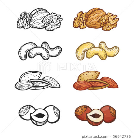 Sketch nut set. Illustration of group of nuts 56942786