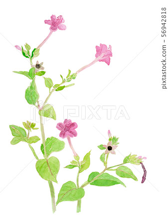 Mirabilis jalapa Mirabilis jalapa 56942818