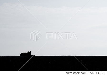 Island Cat 11 56943130