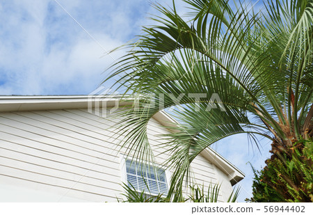 Residential building and palm tree at the backyard 56944402