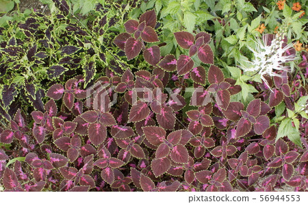 Coleus houseplant Coleus houseplant 56944553