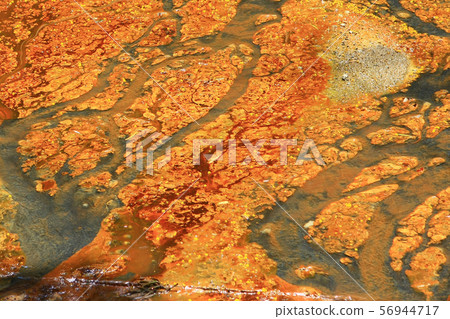 Water pollution, foam.covered with film and algae. 56944717