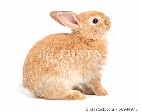 Side view red-brown cute rabbit sitting and the face upward isolated on white background. 56944973