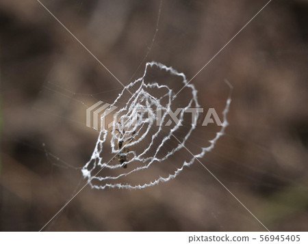 蜘蛛網 56945405
