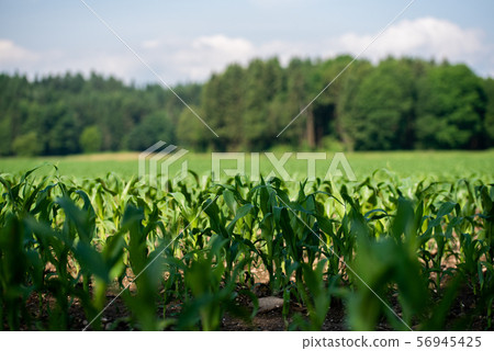 Rows of young corn growing on a field Rows of young corn growing on a field 56945425