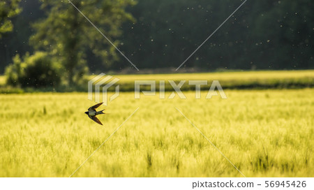 Swallow over a wheat field Swallow over a wheat field 56945426