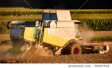 Harvesting wheat field with combine Harvesting wheat field with combine 56945428
