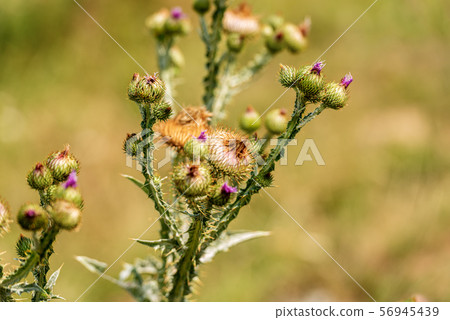 Thistle flowers and buds - Monte Baldo Italy 56945439