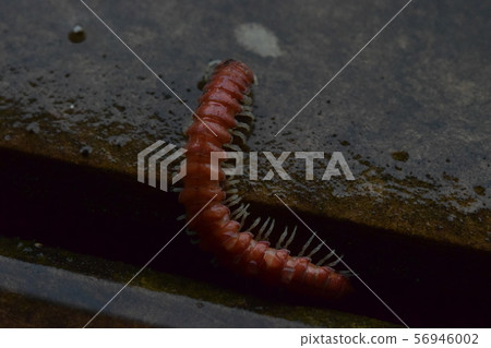 1 Kisha Yasude 56946002