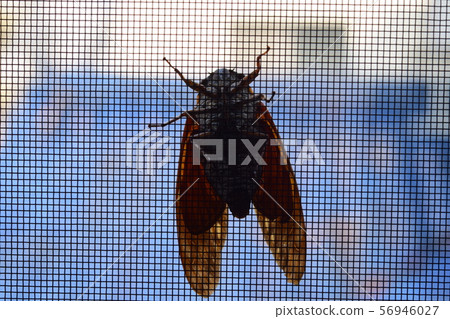 Abrazemi caught in screen door 56946027