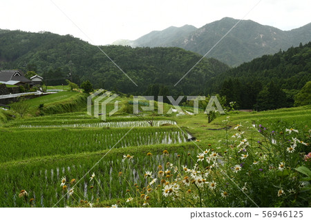 Rice terraces Rice terraces 56946125