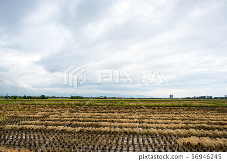 rice harvest 56946245