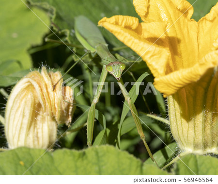 Mantis Mantis 56946564