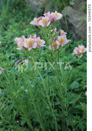 Alstroemeria 56946978