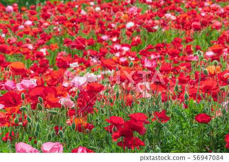 Poppy 56947084