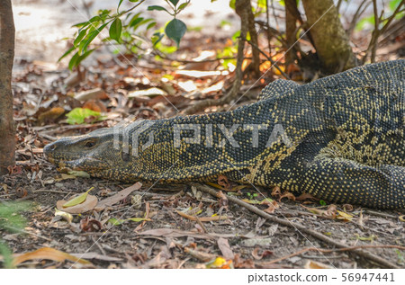 Moon lizard in Lumpini Park 56947441