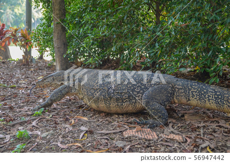 Moon lizard in Lumpini Park 56947442
