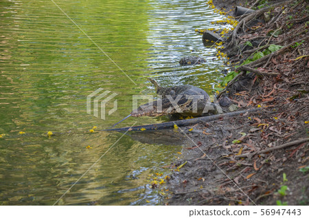 Moon lizard in Lumpini Park Moon lizard in Lumpini Park 56947443