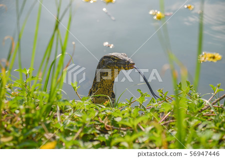Moon lizard in Lumpini Park 56947446
