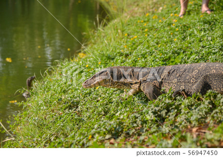 Moon lizard in Lumpini Park 56947450