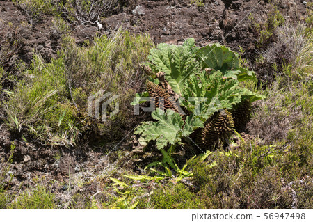 Gunnera tinctoria in the nature Gunnera tinctoria in the nature 56947498