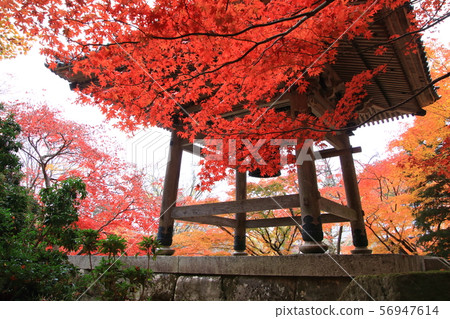 秋天的樹葉 56947614