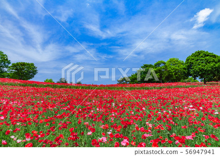 Poppy blooming hill Poppy blooming hill 56947941