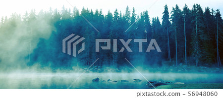 Pine trees black stylized silhouette photo 56948060