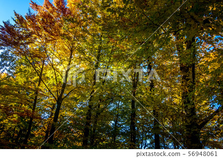 autumn panorama background with colorful trees autumn panorama background with colorful trees 56948061
