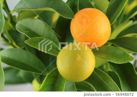 fresh kumquat fruits on a kumquat tree (Citrus 56948072