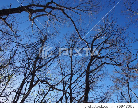 Winter's visit 56948093