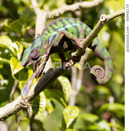 Panther chameleon Furcifer pardalis, hunting 56948179